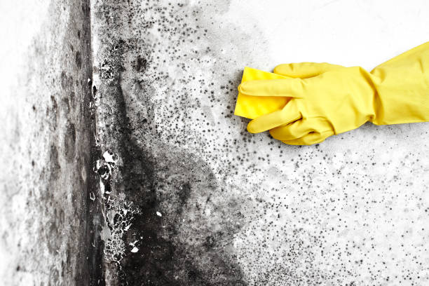 Mold Remediation for Rental Properties in Minco, OK