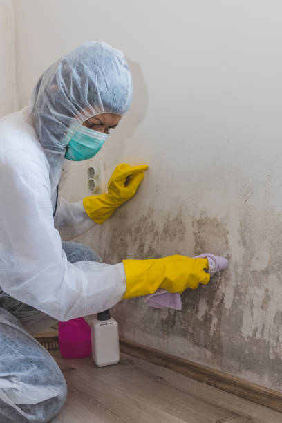 Best Water Damage & Mold Remediation  in Minco, OK